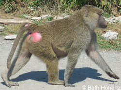Baboon001-AfricanLionSafari.jpg