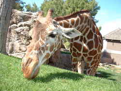giraffe_full.jpg