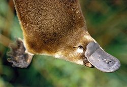 platypus.jpg