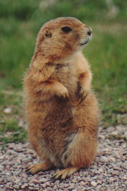 prairiedogggg.jpg