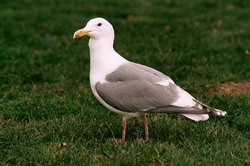 seagull03.jpg