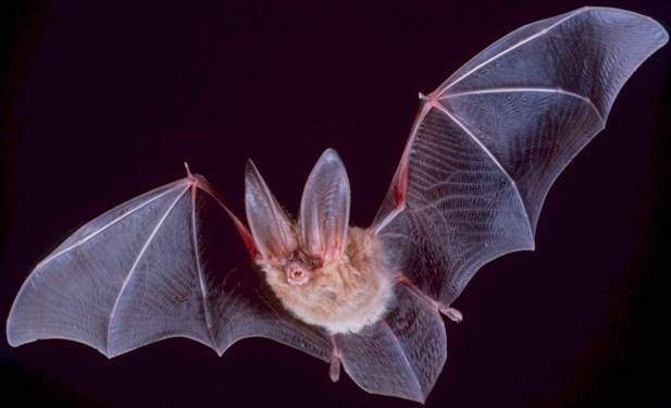bat-wikipedia.jpg