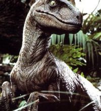 velociraptor thumb 250x335