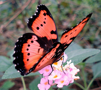 pretty-butterfly.jpg