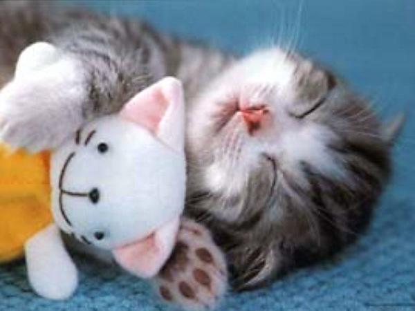 too-cute-kitten.jpg