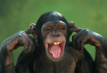 chimp blocks ears.jpg