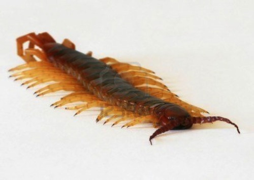 giant centipede.jpg