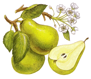 pear-info0.gif