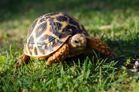 indiantortoise.jpg