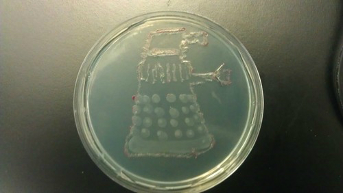 ecolidalek.jpg