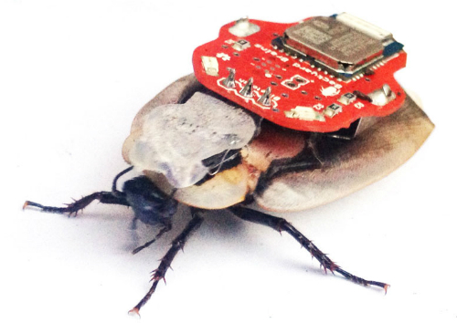 roboroach.jpg