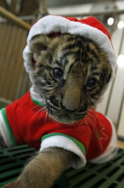 tigersanta.jpg