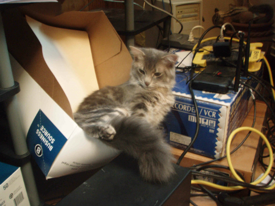Frizzy022614.jpg