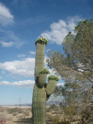 marthcactus.jpg