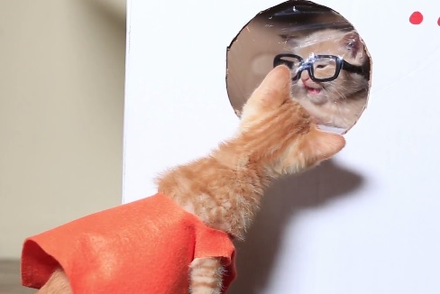 orangeisthenewcat.jpg