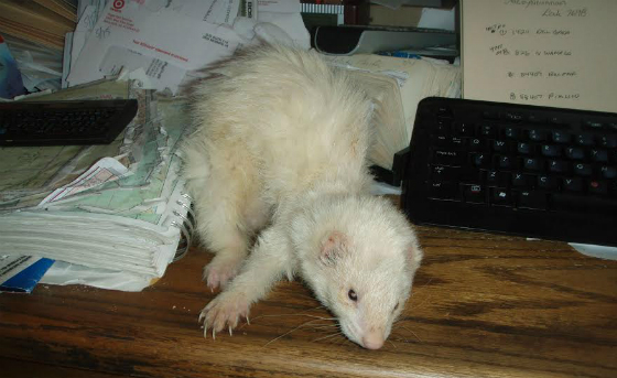 boydferret.jpg