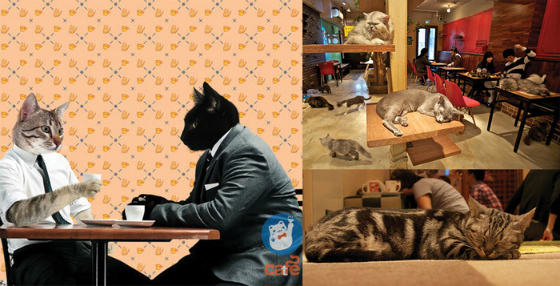 catfe.jpg