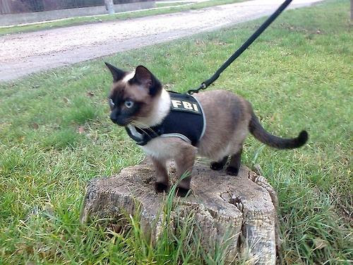 felinebureau.jpg