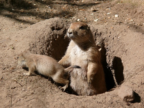 4theburrow.JPG