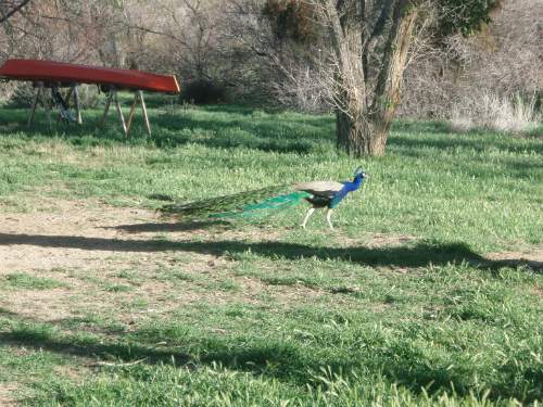 Peacock.jpg