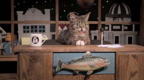 lilbub1.jpg