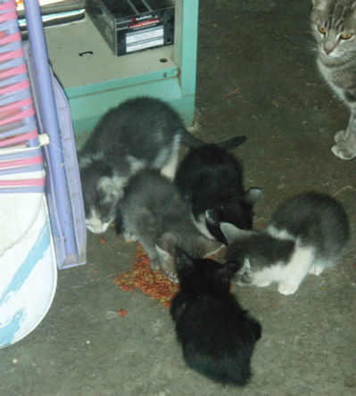 CatMay20143.JPG