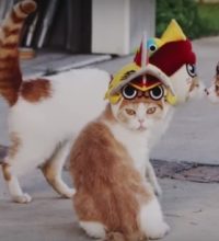 monsterhuntercats