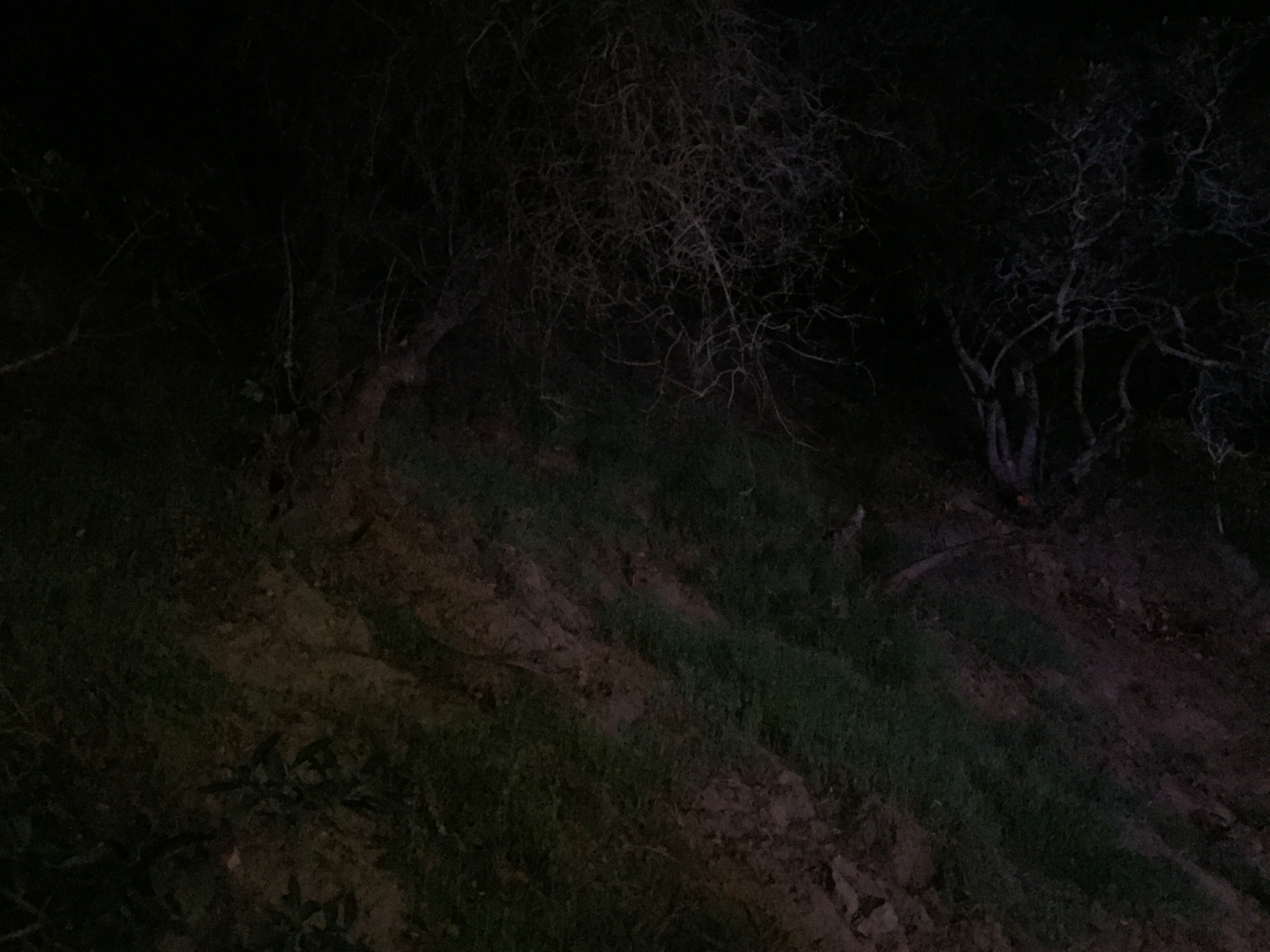 A dark, creepy hillside in Benedict Canyon. (Credit: Liz Ohanesian)