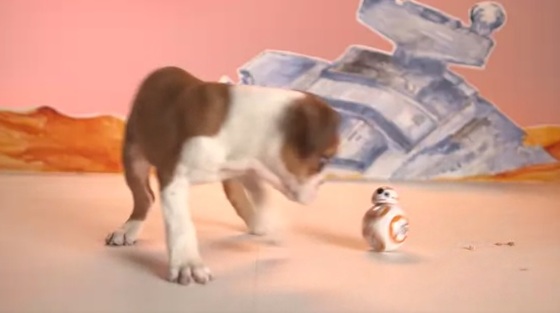 puppybb8.jpg
